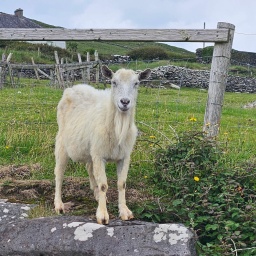 irland rundreise 2025_91